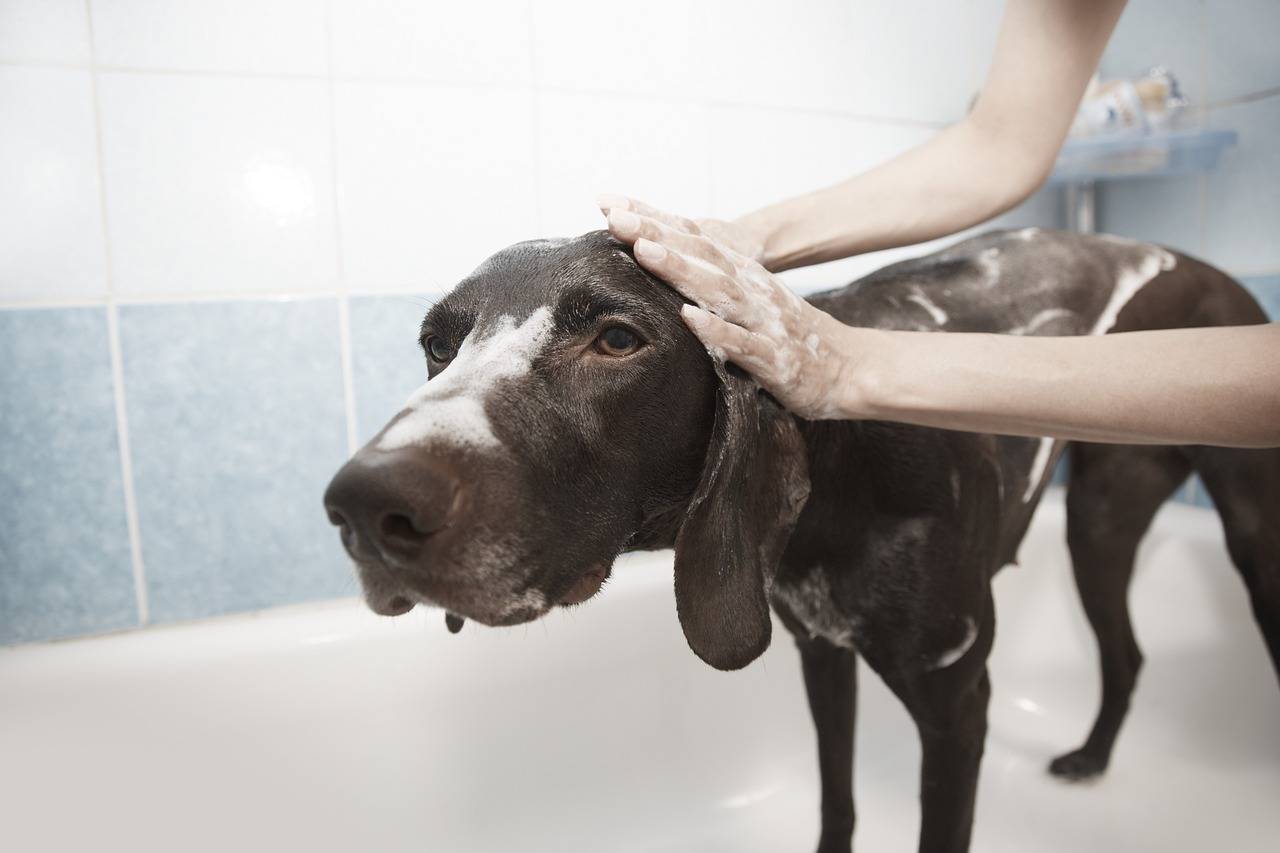 Choosing The Right Shampoo & Conditioner For Your Dog’s Coat