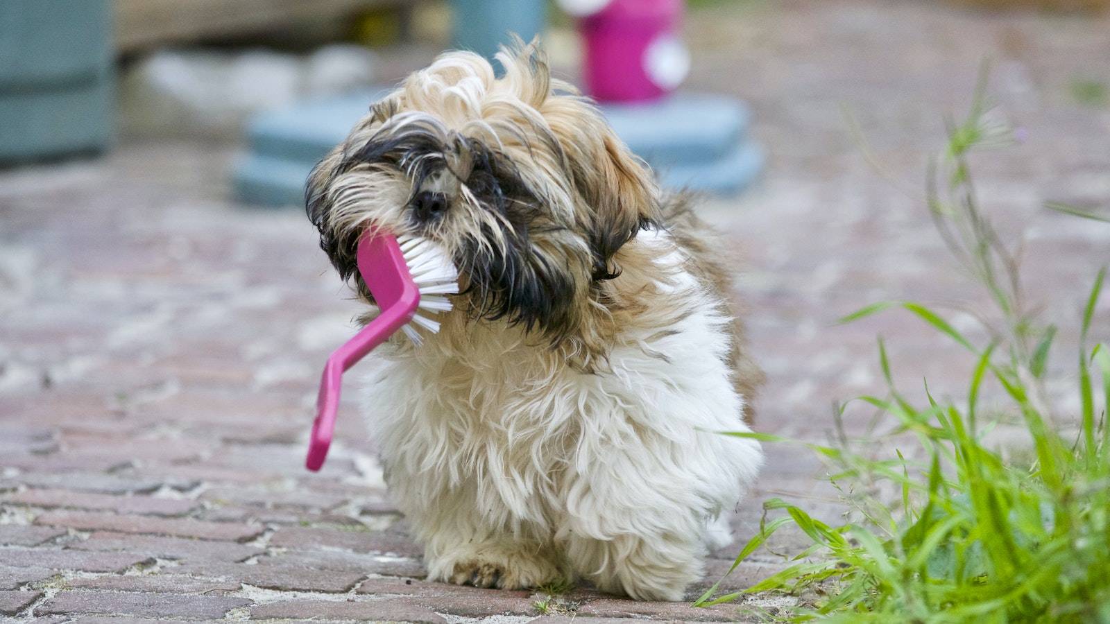 Why Regular Grooming Boosts Dog Happiness