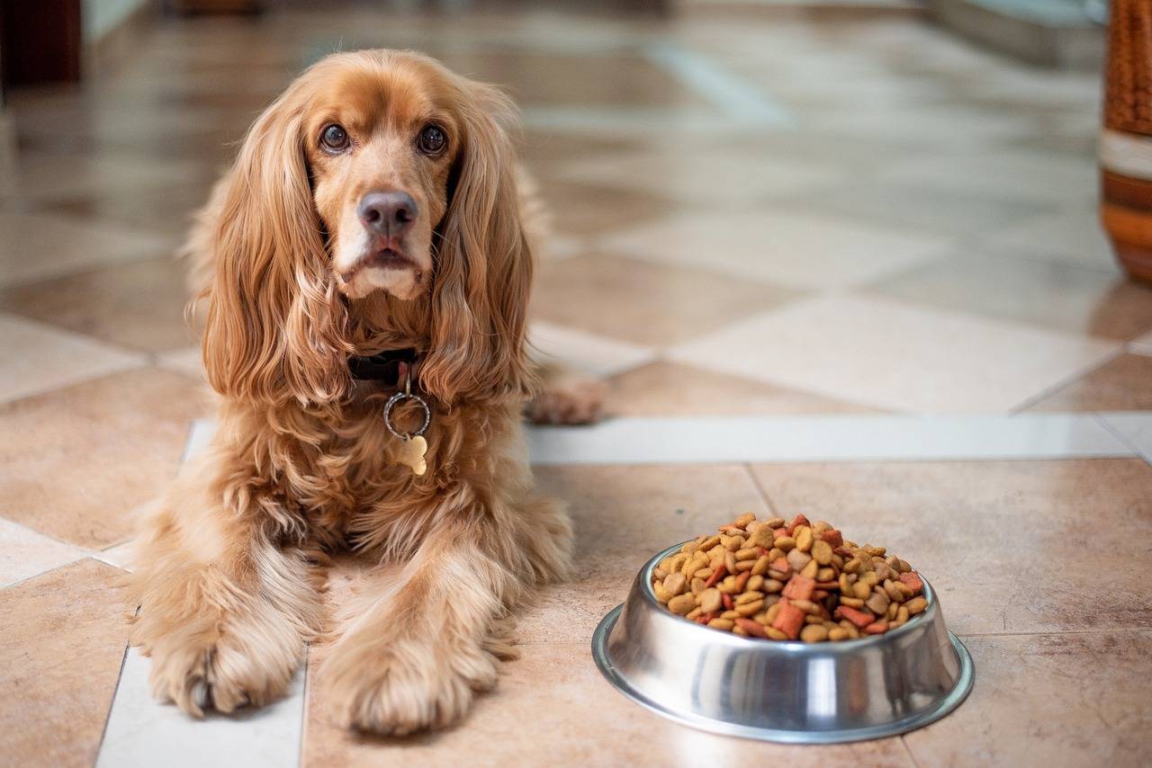 5 Balanced Diets & Dog Foods To Keep Your Dog Healthy