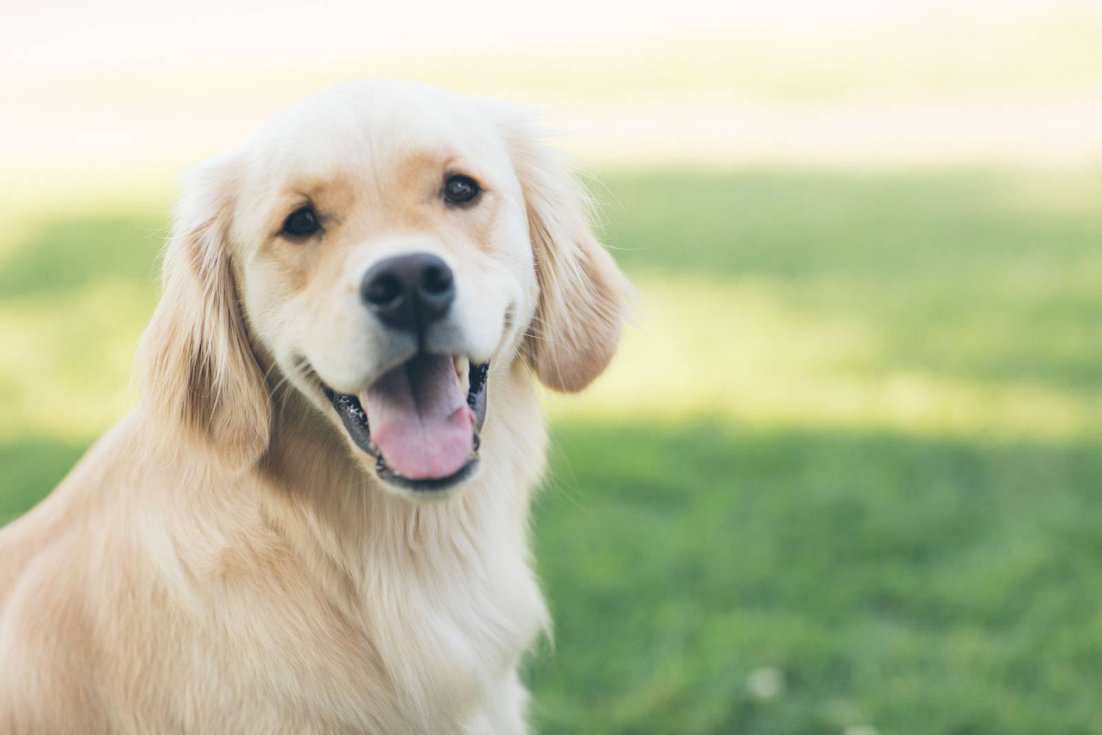 Dog Allergies – Understanding & Effective Management