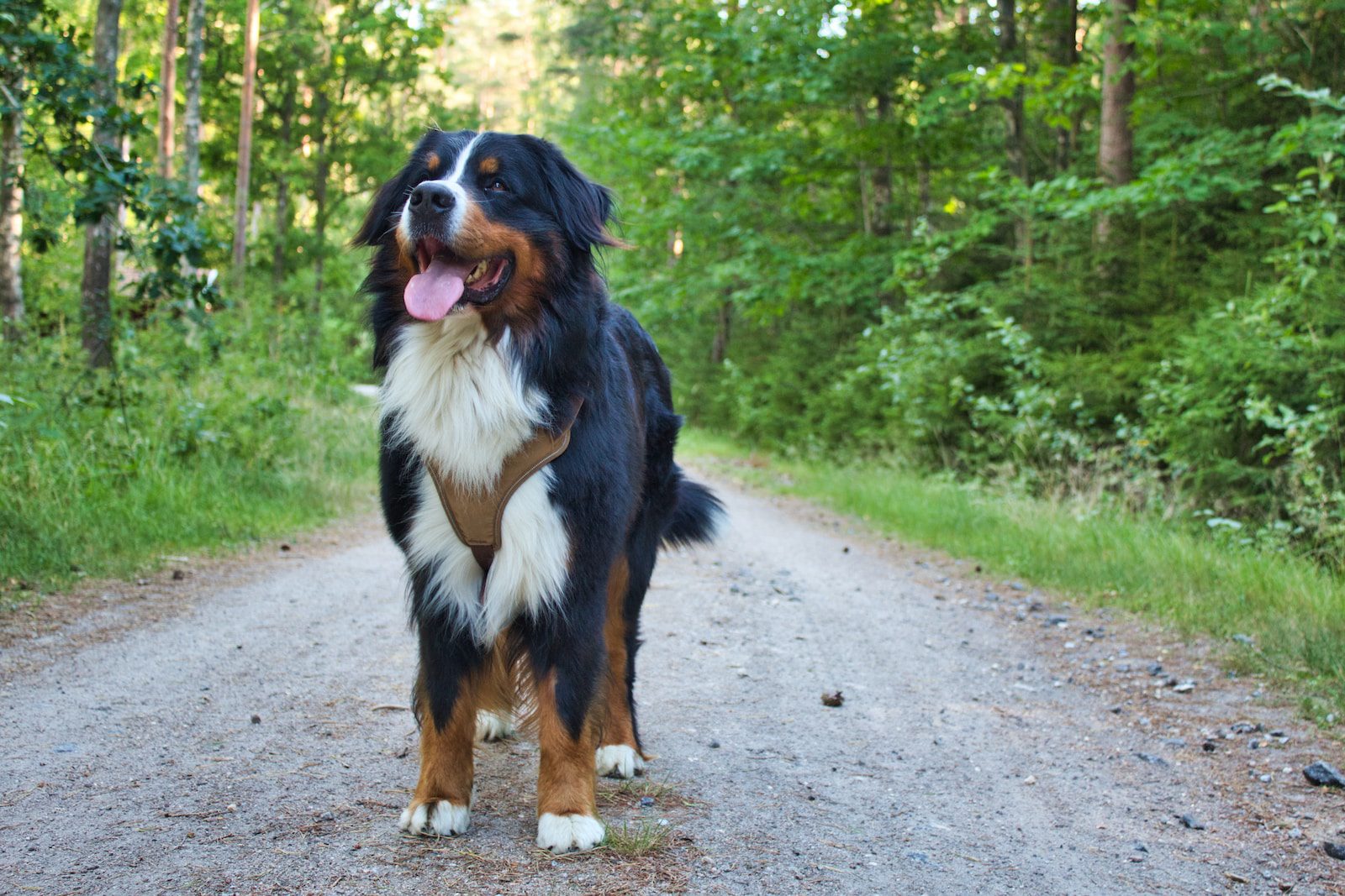The Bernese Mountain Dog – A Complete Guide