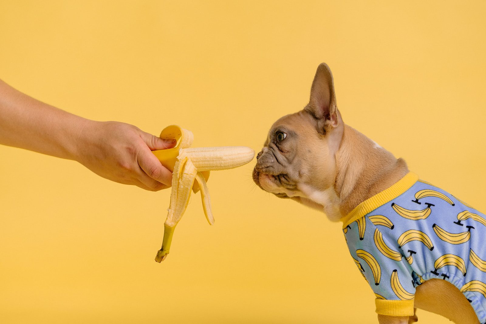 Can Dogs Eat Bananas? A Comprehensive Guide In 2023